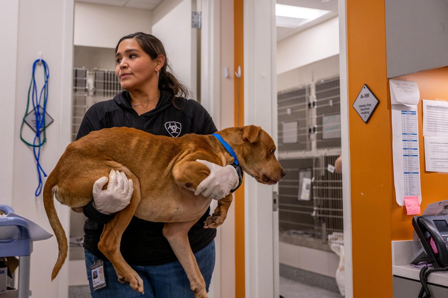 Pricier vet care: Fewer visits but still many $11,000 surgeries