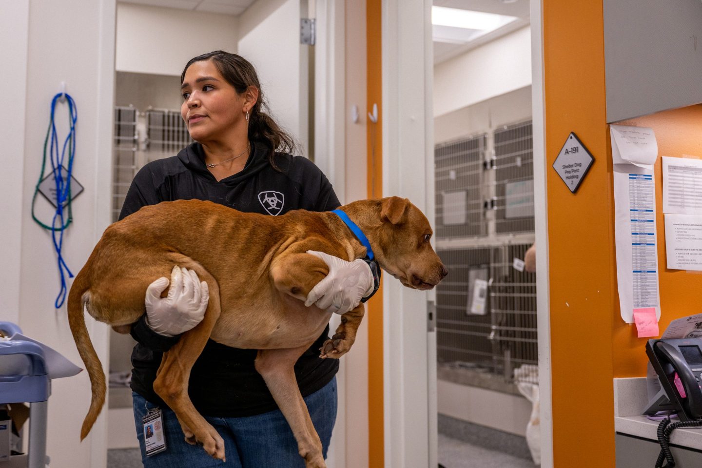 HOUSTON, TEXAS - JULY 18: A veterinarian carries a dog before its surgery at the Harris County Pets animal shelter on July 18, 2022 in Houston, Texas. The shelter has reported being over-capacity and under staffed as a steady increase of animal returns and rescues overwhelms the facility. "This facility comfortably holds approximately 250-275 dogs, but as of this morning we had about 380 dogs in here...We have limited staffing resources and we want to maintain humane conditions, so that's why its important for us to find a positive outcome for this overcrowding," says Education and Outreach Manager Shannon Parker. Animal shelters around the country are seeing an influx of returned pets, and shelters are reporting being over-capacity and under-staffed due to factors including rescues, fewer adoptions and people returning to work as the COVID-19 pandemic subsides. (Photo by Brandon Bell/Getty Images)
