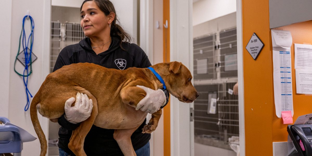 Pricier vet care: Fewer visits but still many $11,000 surgeries | Fortune