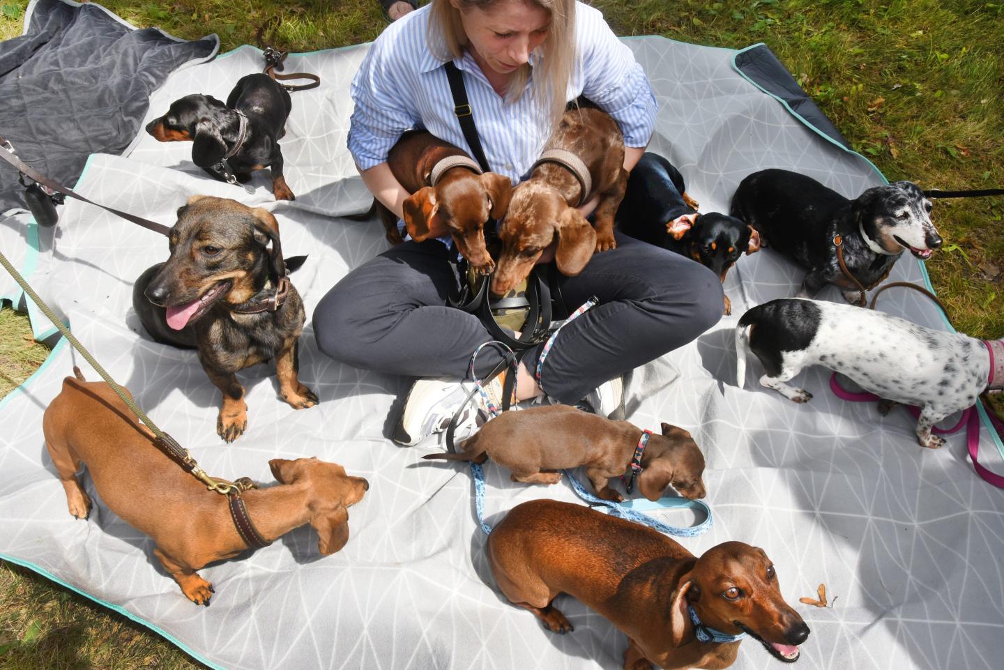 A bunch of dachshunds sit on a picnic blanket