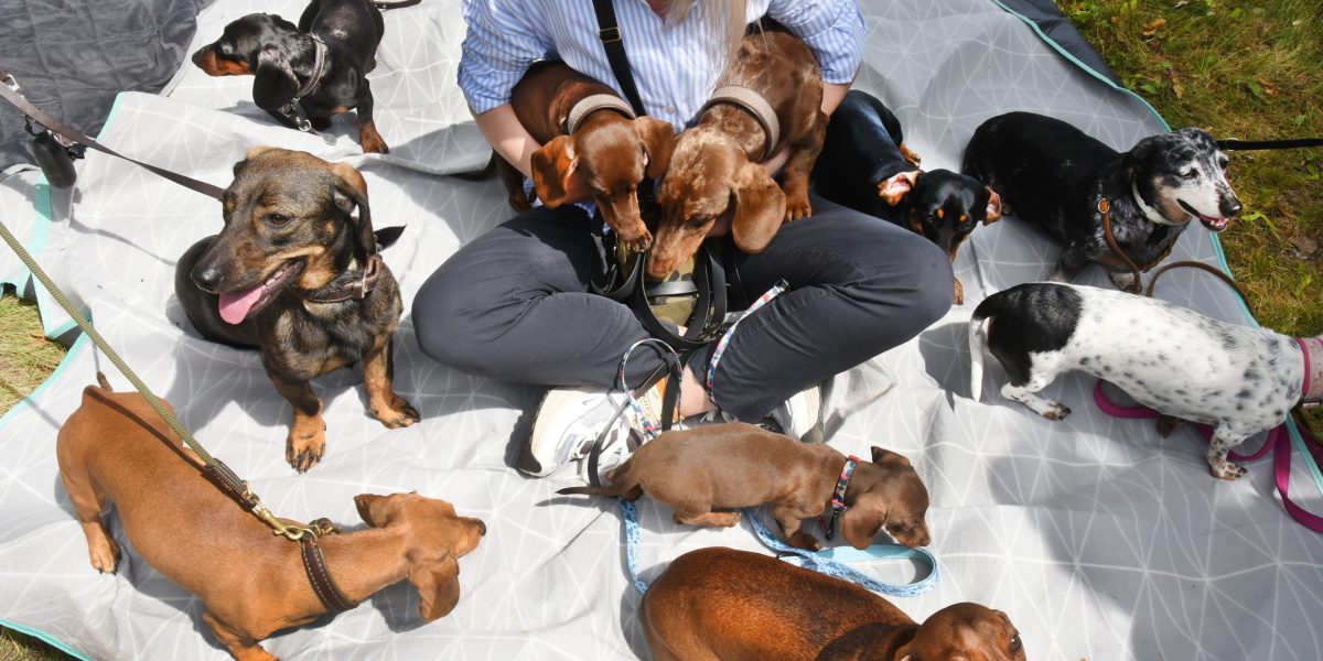Dachshunds and social media: absurd costumes may be driving a 20-year comeback