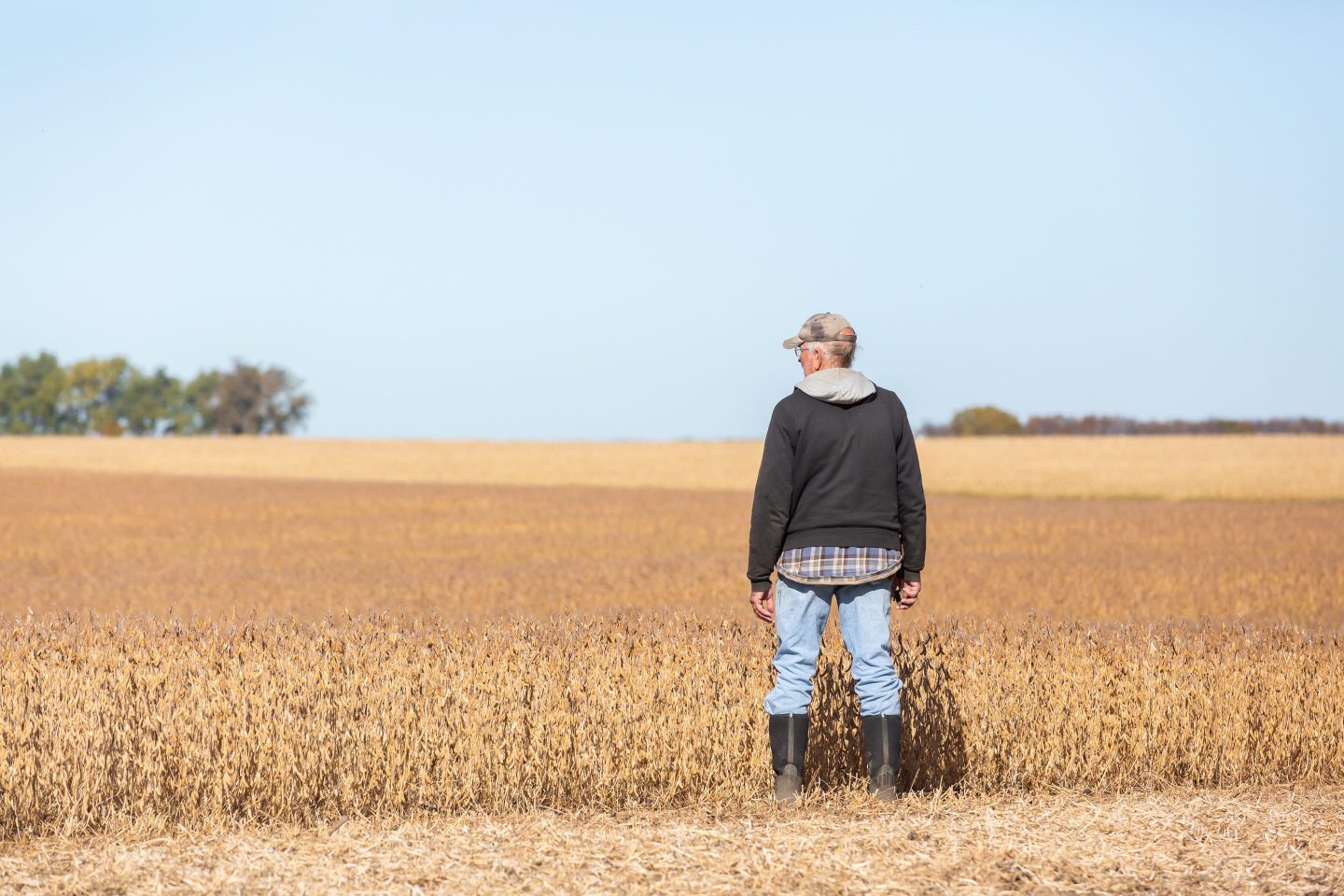 Farmer standing in front a soybean farm