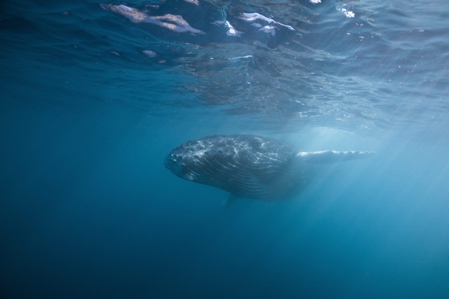 whale underwater