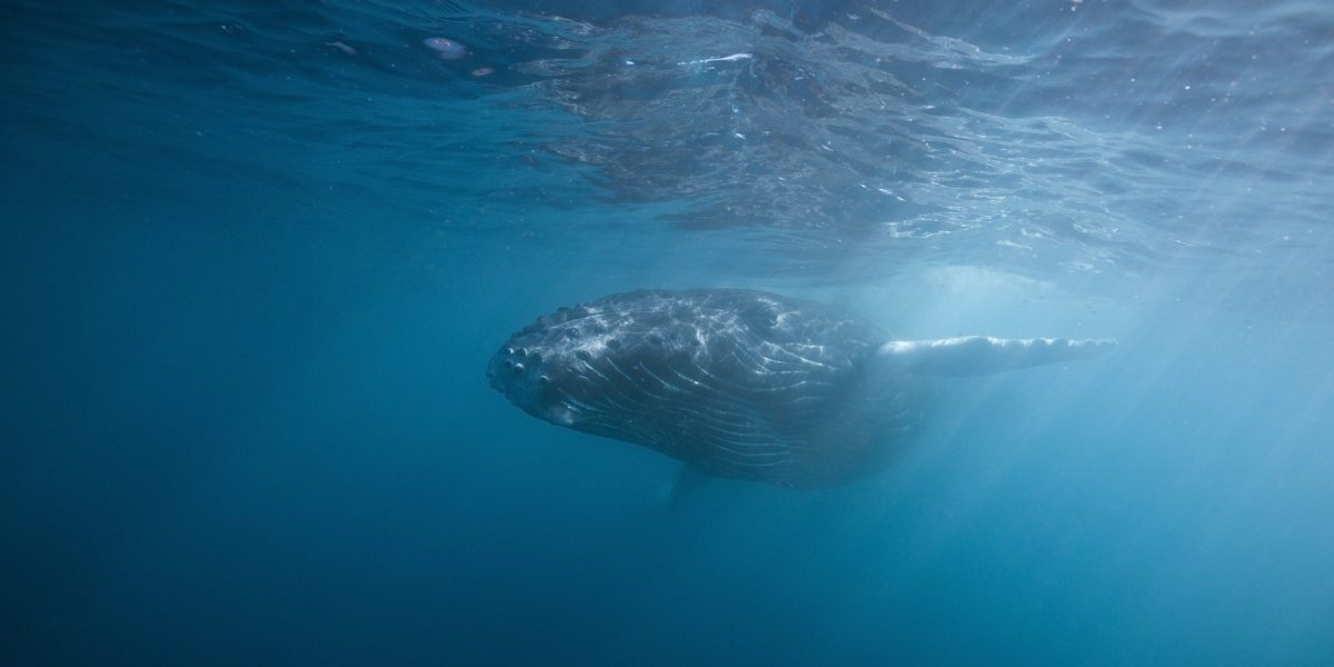 The ocean was once 10 times quieter. A 1949 whale recording proves it | Fortune