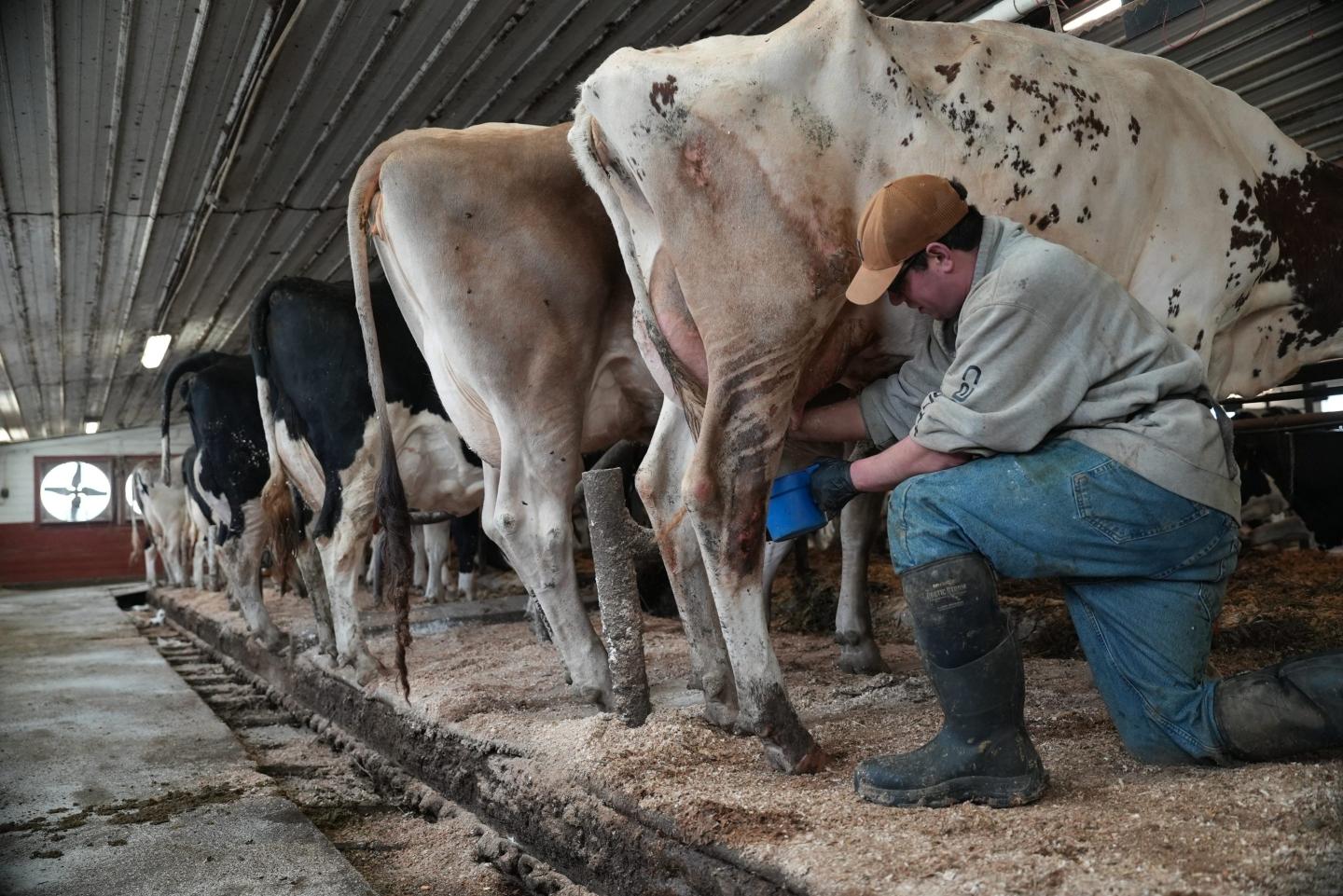 raw milk