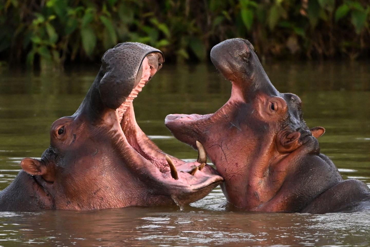 hippo