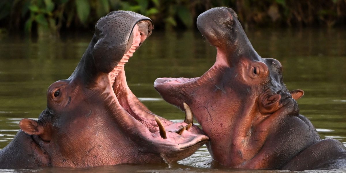 Colombia approves plan to kill cocaine hippos roaming through center of country