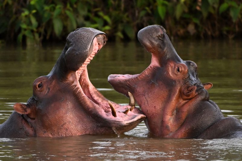 Colombia approves plan to kill cocaine hippos roaming through center of country