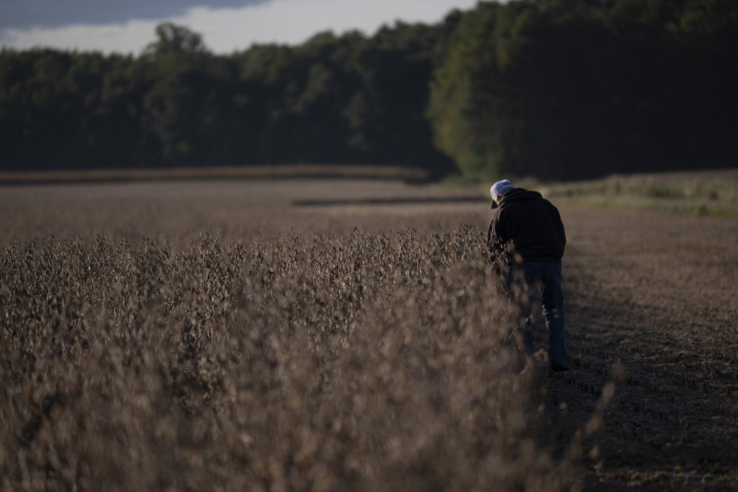 A soybean farmer inspects his crops in Maryland