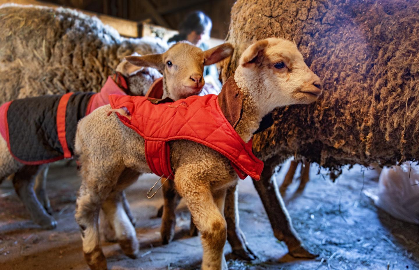 Lambs wear red vests.
