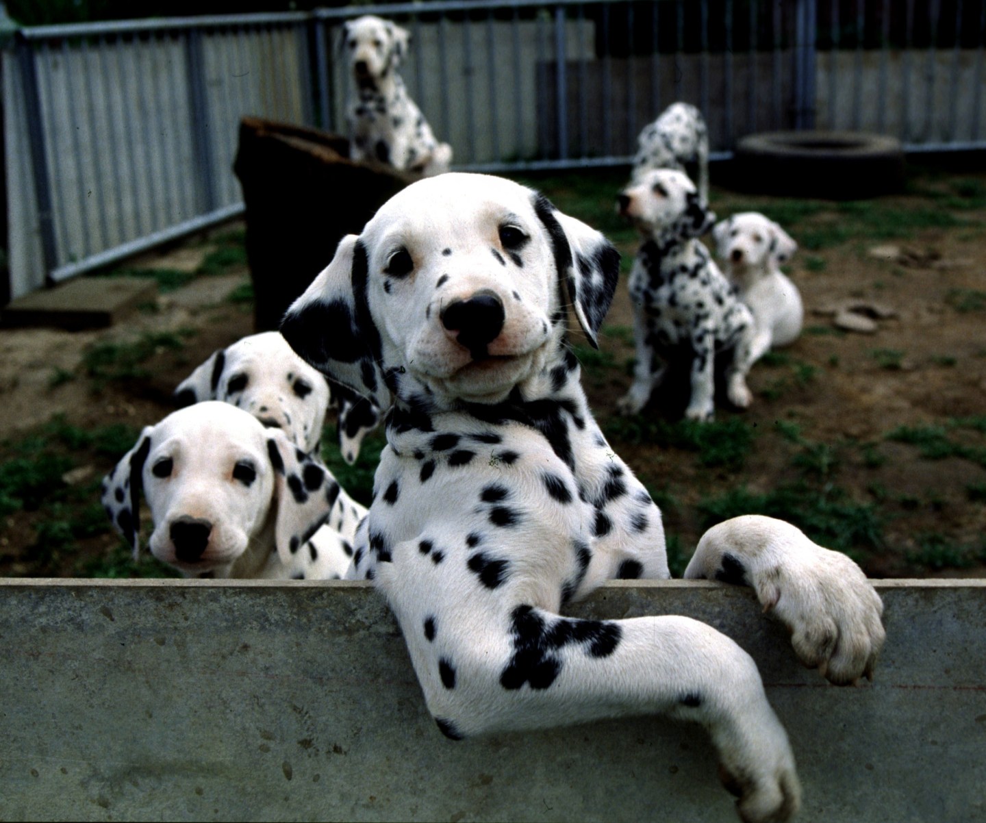 dalmation