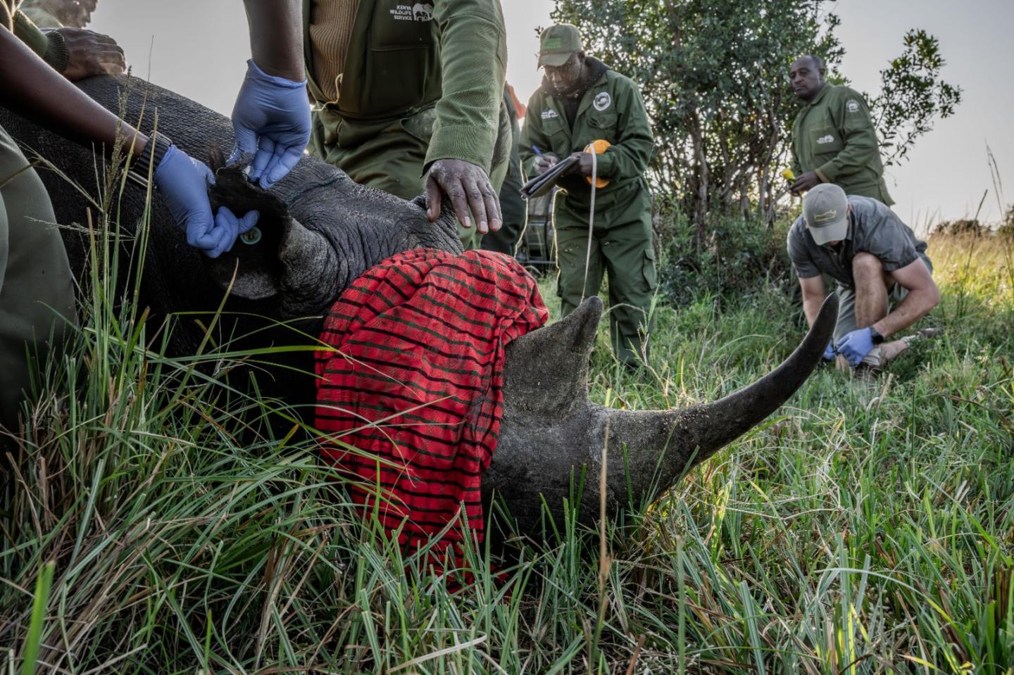 Rangers tag a black rhino in Kenya.