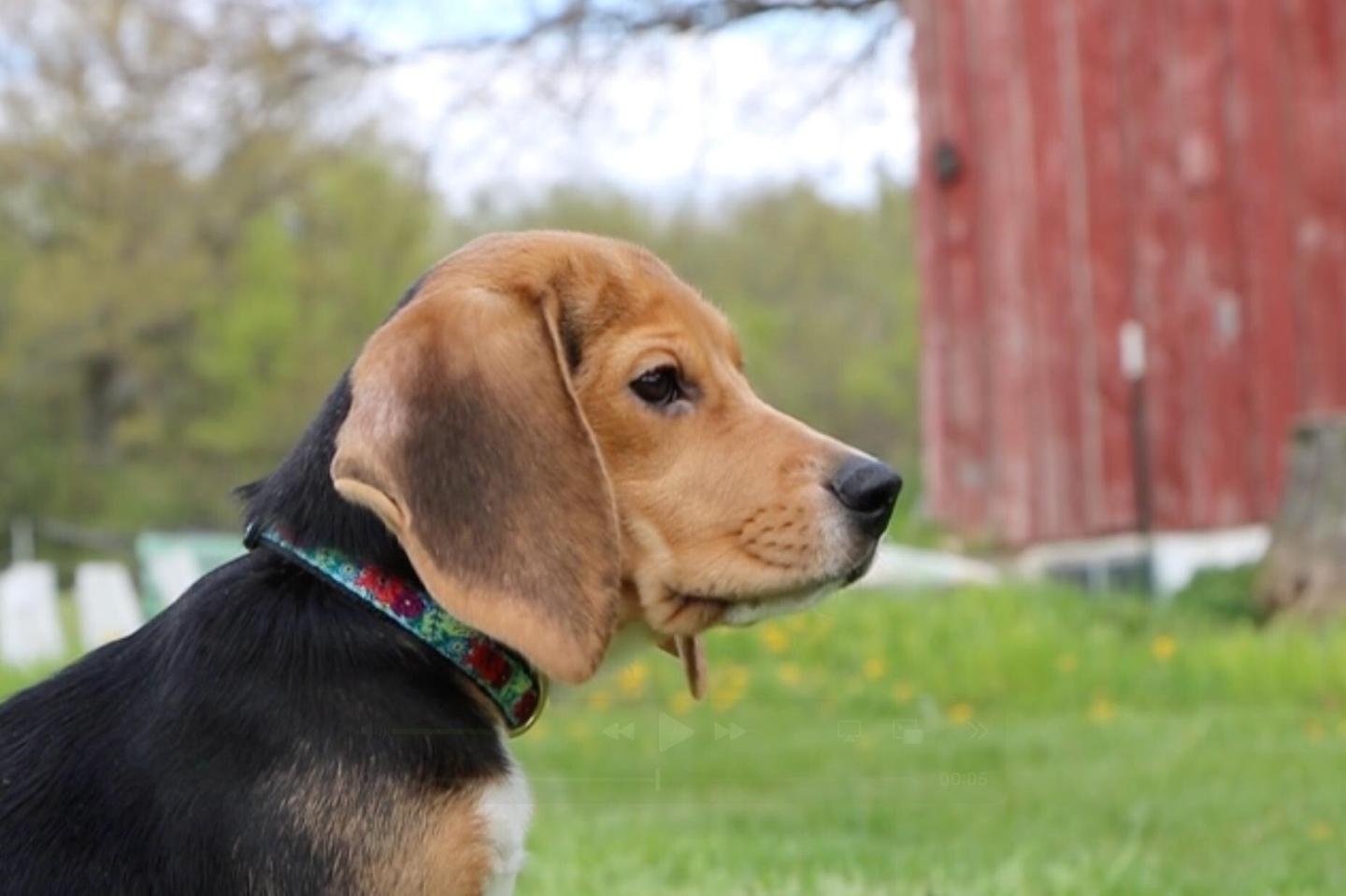 beagle