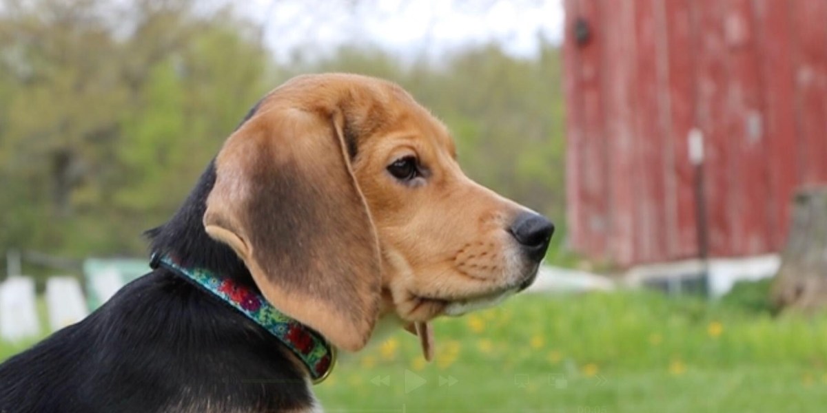 Sebulan Setelah Aktivis Hewan Disemprot Petugas, 1.500 Beagle Bebas dari Fasilitas Riset Misterius