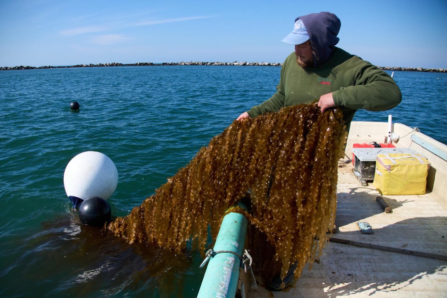 Gas crisis? Kelp could be the biofuel answer to high gas prices, but only if the government removes some red tape