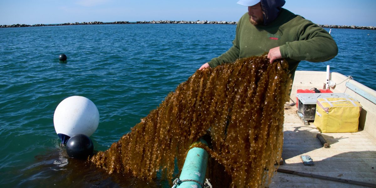 Kelp-Based Biofuels Face Regulatory Hurdles