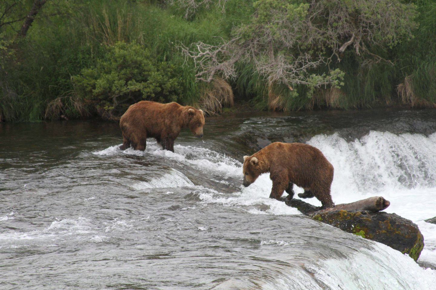 bears