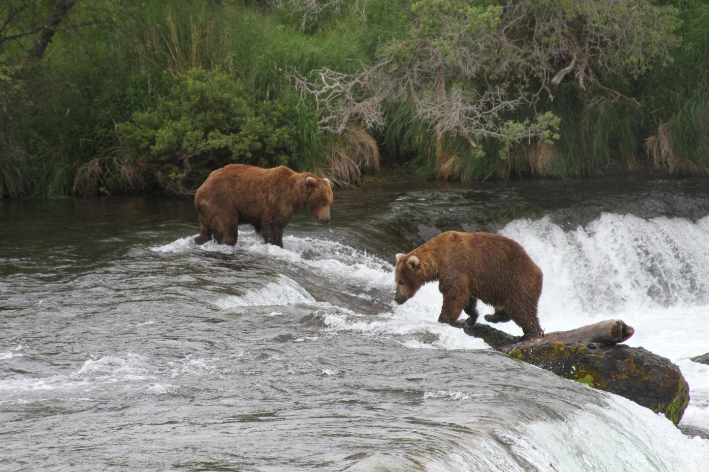 bears
