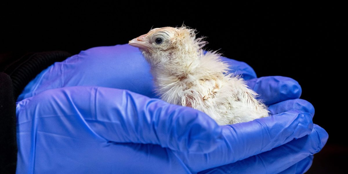 🚀 Dari Film ke Sungguhan! Startup De-Ekstingsi Sukses Menetas Anak Ayam Jurus Jurassic Park!