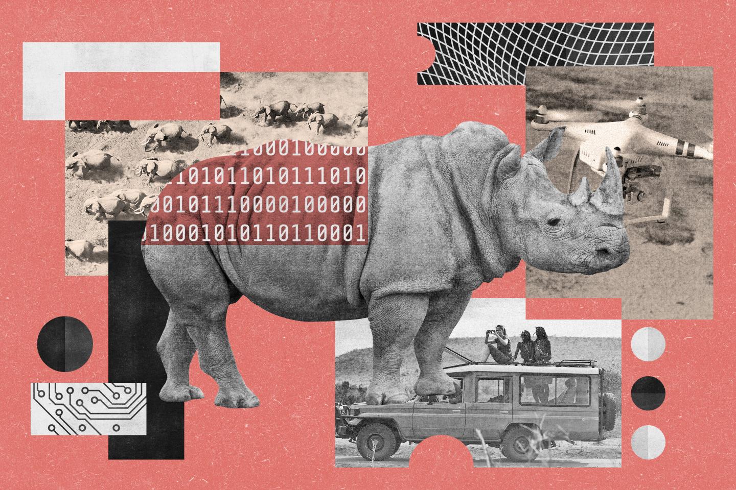 How EarthRanger uses AI to help protect endangered species—and boost the wildlife tourism industry