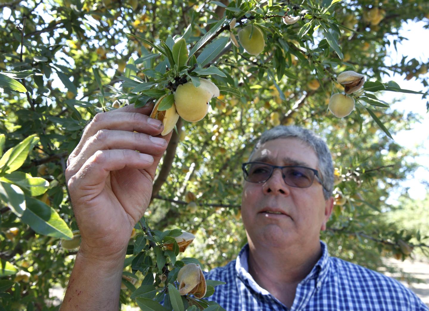 An almond farmer inspects a fruit on a tree.