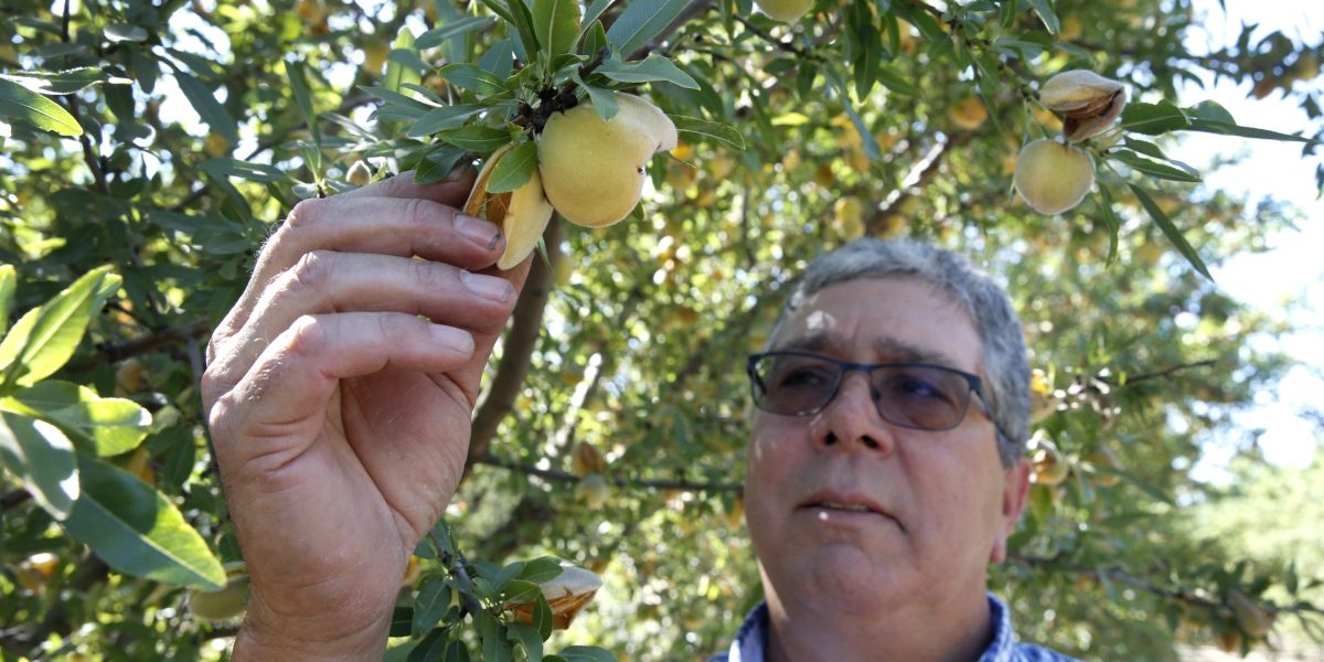 420.000 Pohon Persik Akan Dibasmi Petani California usai Pabrik Pengalengan Del Monte Tutup