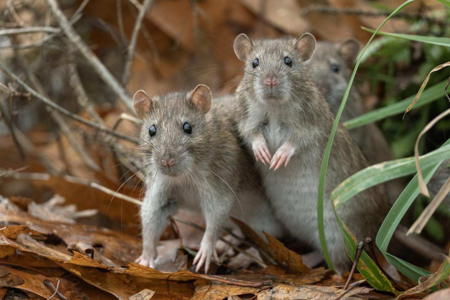 You’re probably safe from the Hantavirus outbreak, but here’s what you absolutely must not do, experts say