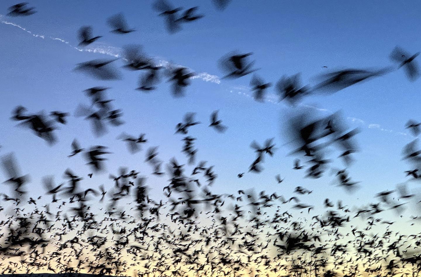 Bat deaths over the last two decades have cost American taxpayers in lost crops, higher taxes, and pricier bonds