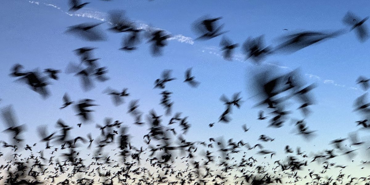 Bat deaths over the last two decades have cost American taxpayers in lost crops and higher taxes
