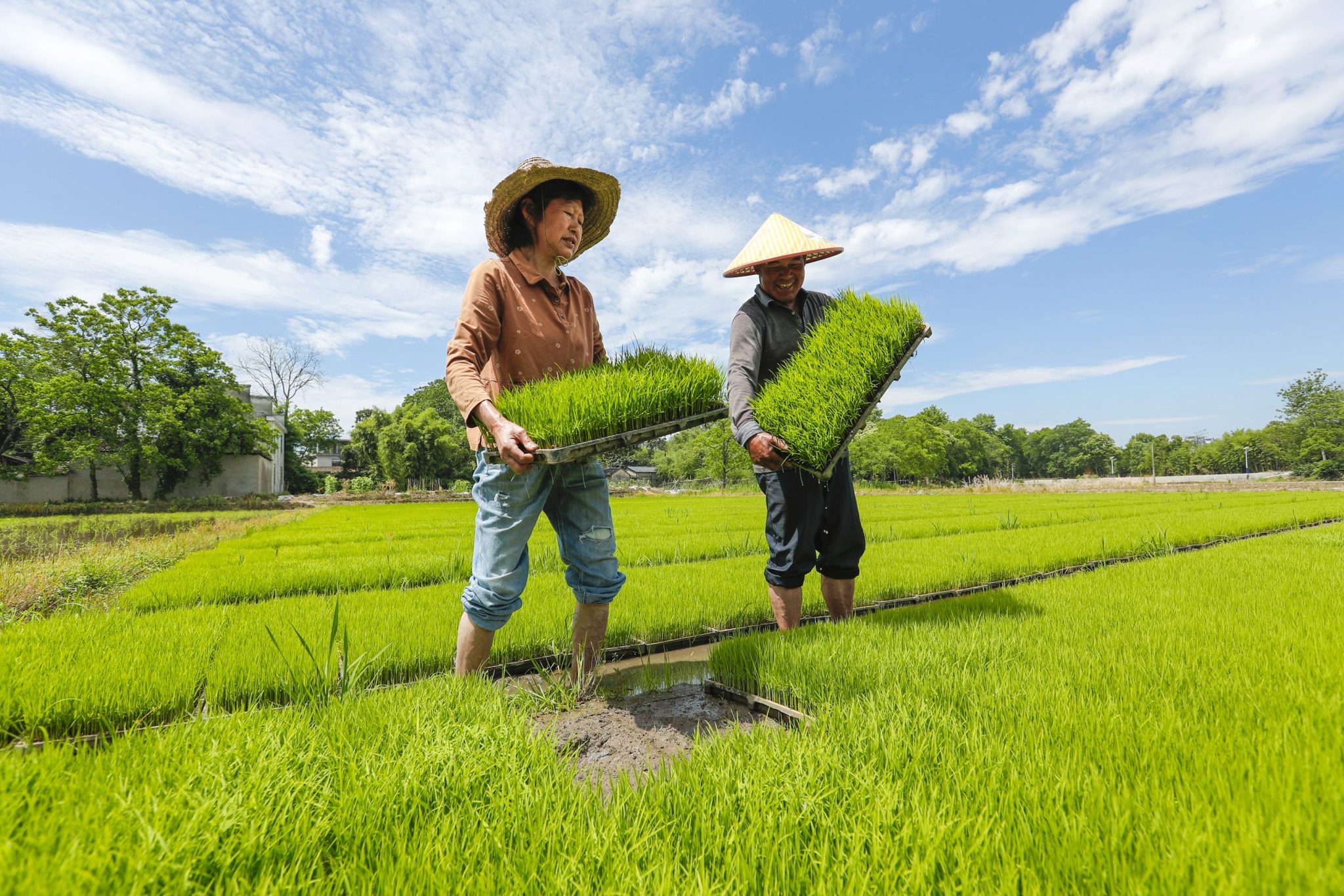 Rice feeds more than half the world. It’s also the climate equivalent of 239 million cars