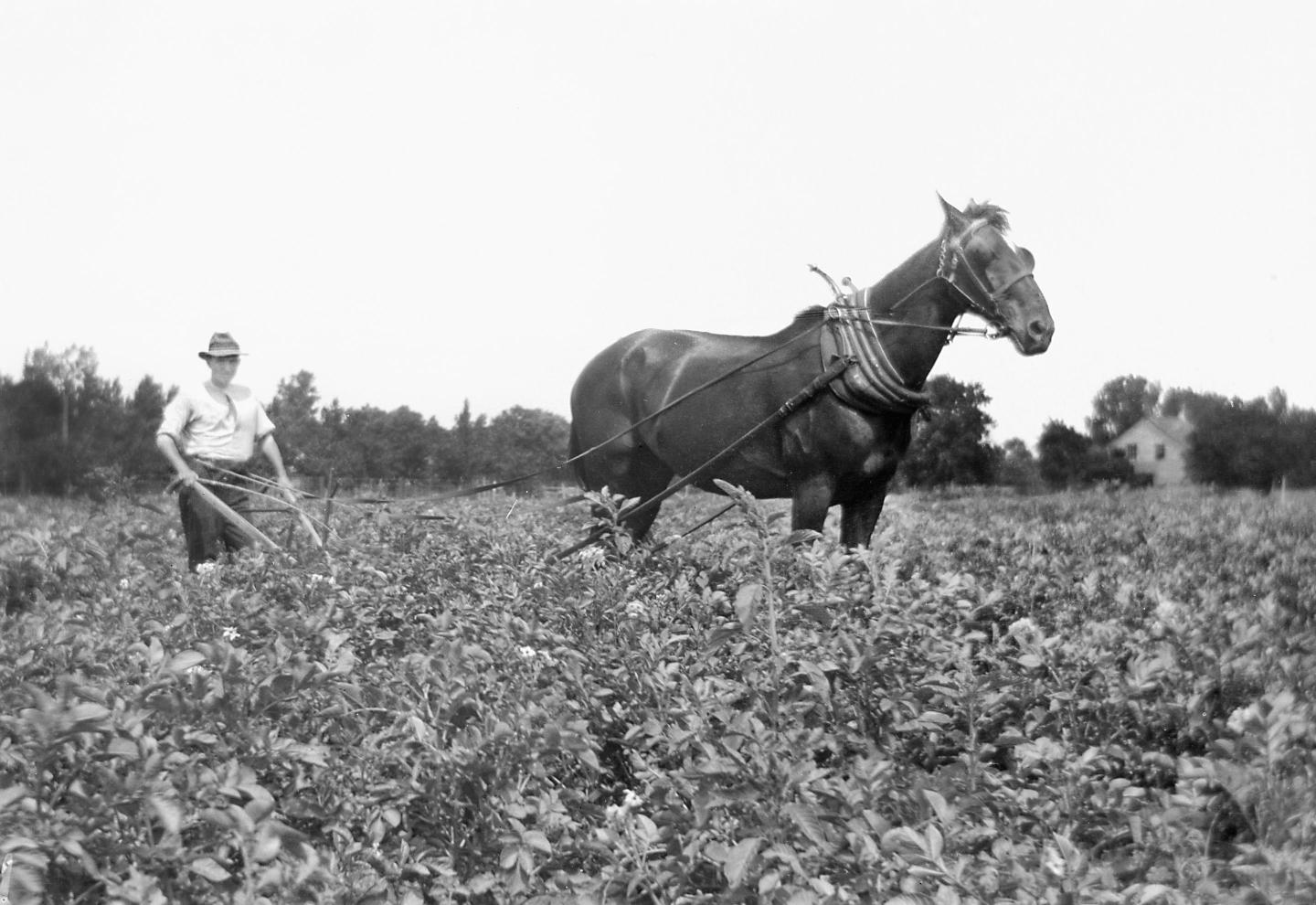 A farmer in a field plowing with a horse