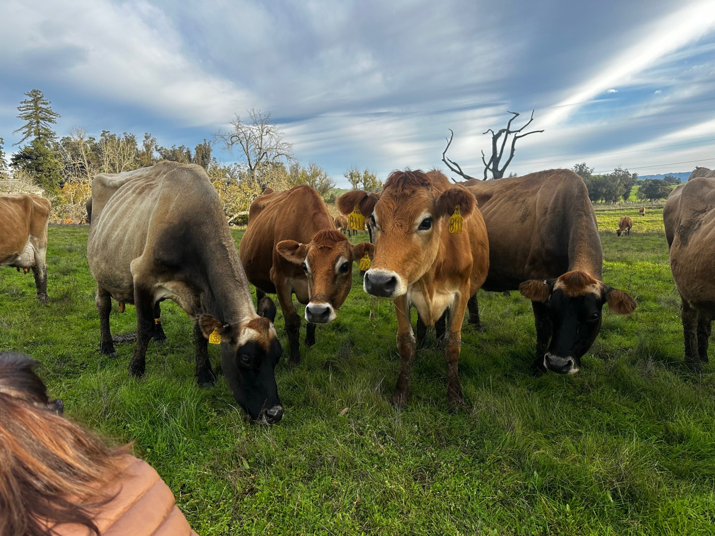 AI agents are saving California's favorite cheese. Here's how Salesforce revived Petaluma Creamery 3 IMG 3528