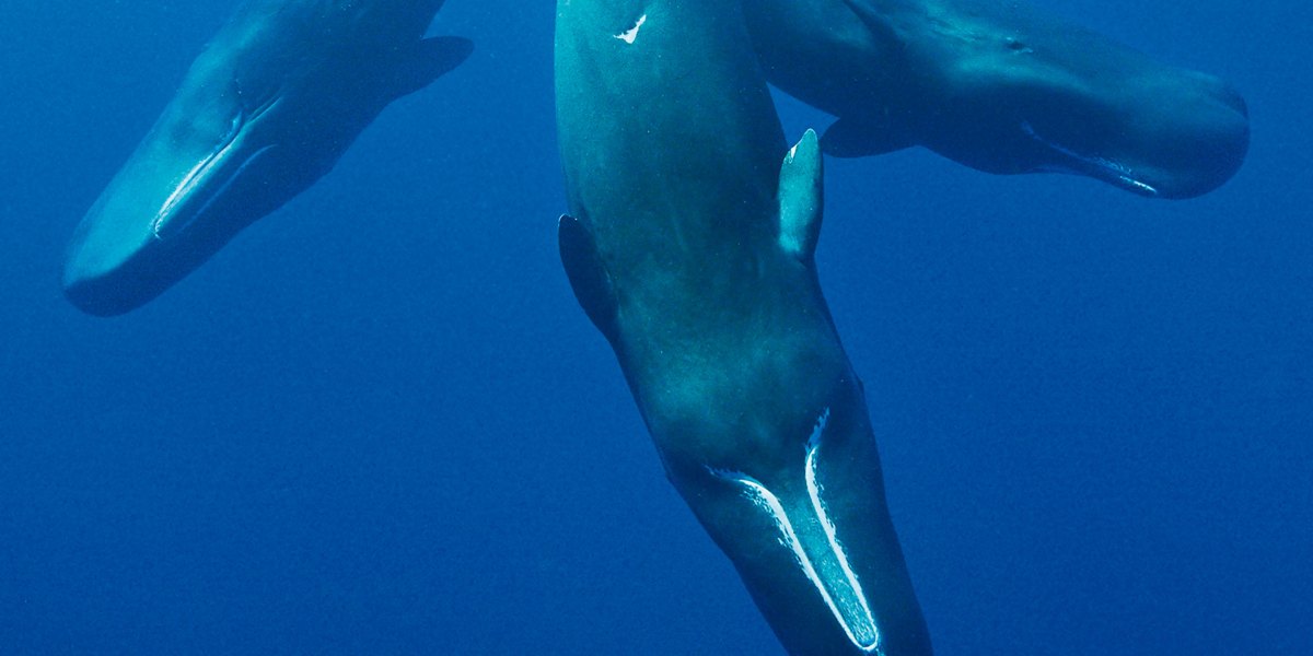 https://fortune.com/img-assets/wp-content/uploads/2026/05/Whale-watching-social-thumbnail.jpg?resize=1200,600