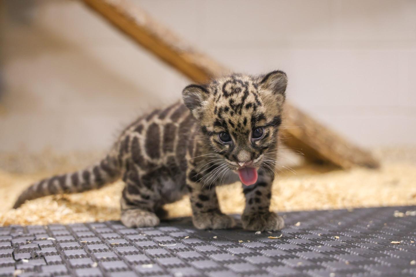 Photo of a clouded leopard cub