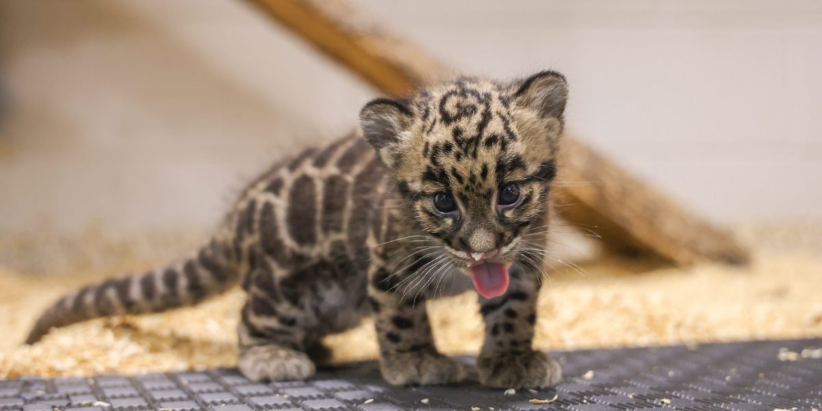 America’s AI hunger has reached the Nashville Zoo and its endangered animals may be the ones to pay the price