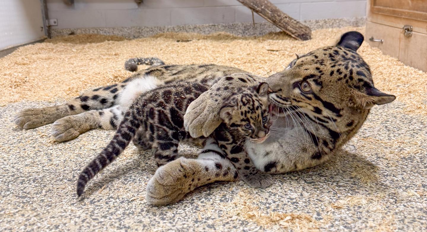 Photo of two clouded leopards at the Nashville Zoo, a cub and her mother