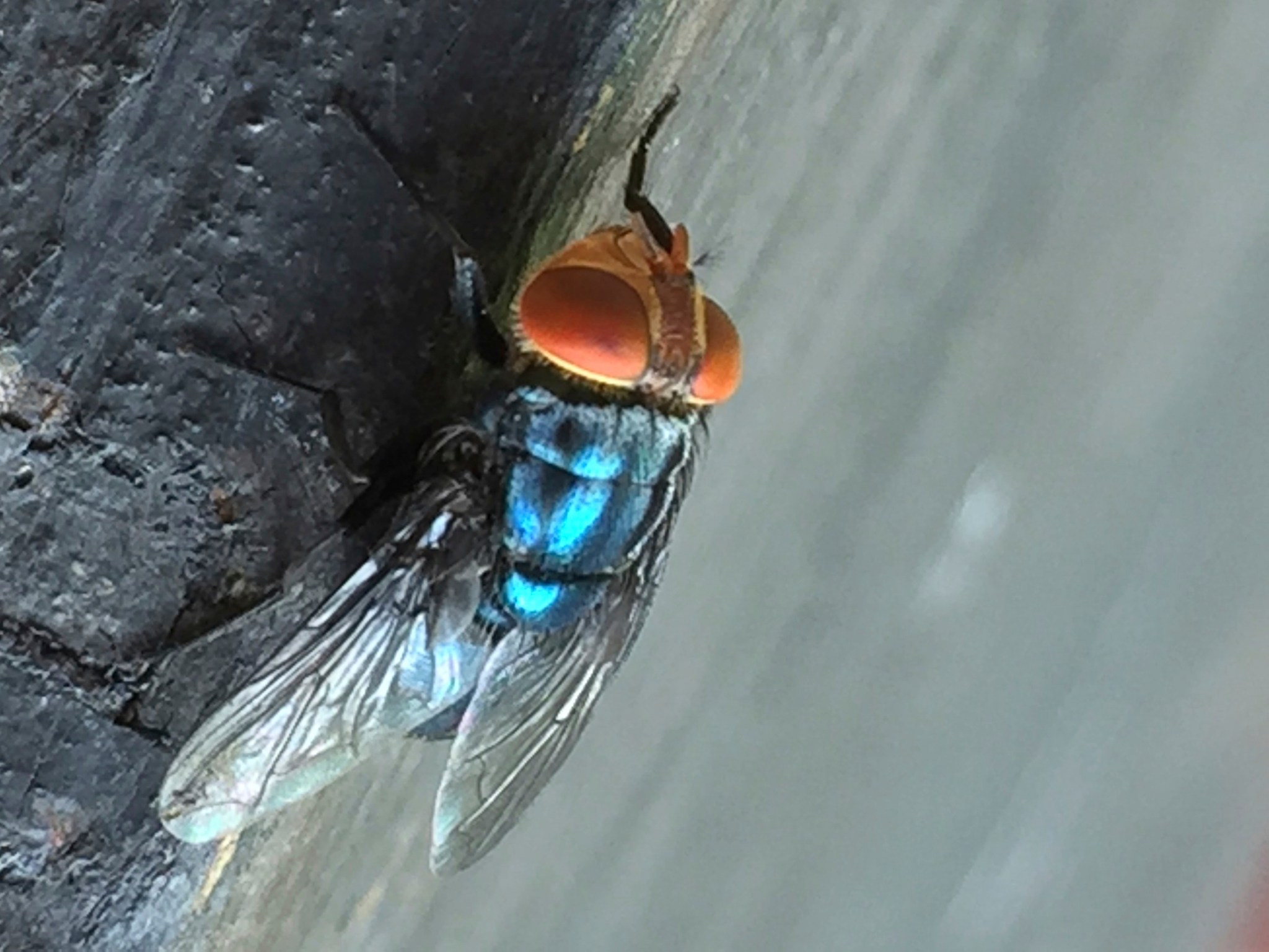 Flesh-eating fly found in Texas cattle for first time in decades
