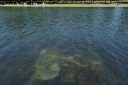 Trump tries to explain why Reflecting Pool is algae green and its blue lining is peeling. Police arrest a former Olympic canoe racer on a bike ride