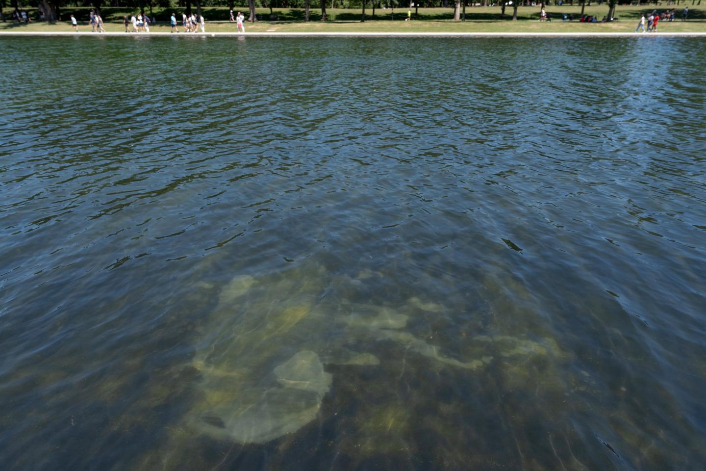 A peeling section of blue coating is seen in the Lincoln Memorial Reflecting Pool, Saturday, June 20, 2026, in Washington.