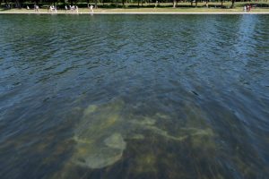 Trump tries explain why the Reflecting Pool is algae green and its blue lining is peeling. Police arrest a former Olympic canoe racer on a bike ride