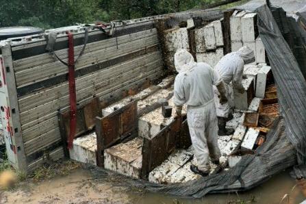 Millions of honeybees invade Texas neighborhood after truck carrying 400 beehives tipped over