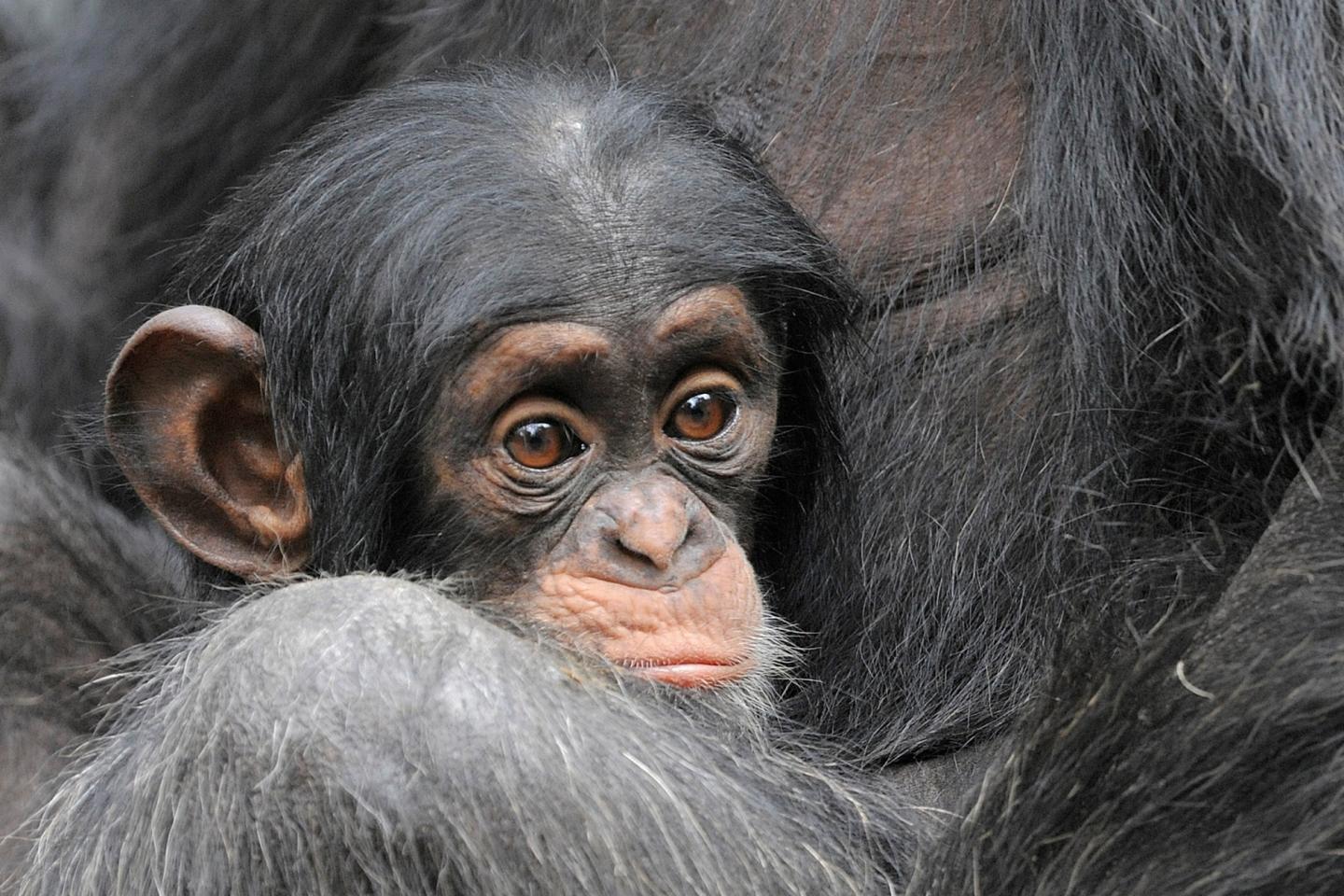 apes