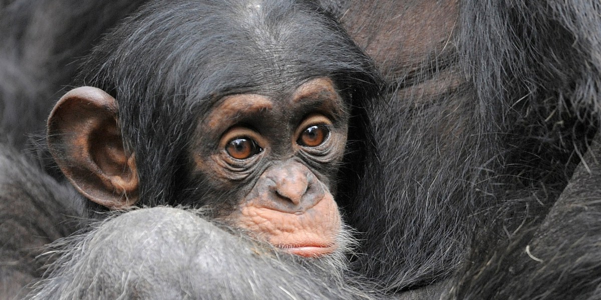 Scientists tickled monkeys to find if they have the same giggles as humans — and they do
