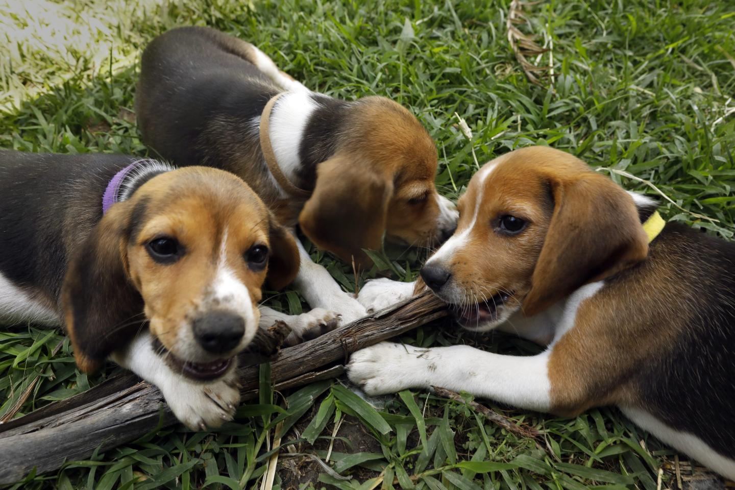 Beagle breeding farm to shutter for good after rescue group buys nearly 1,500 dogs following violent protests where cops teared gassed activists