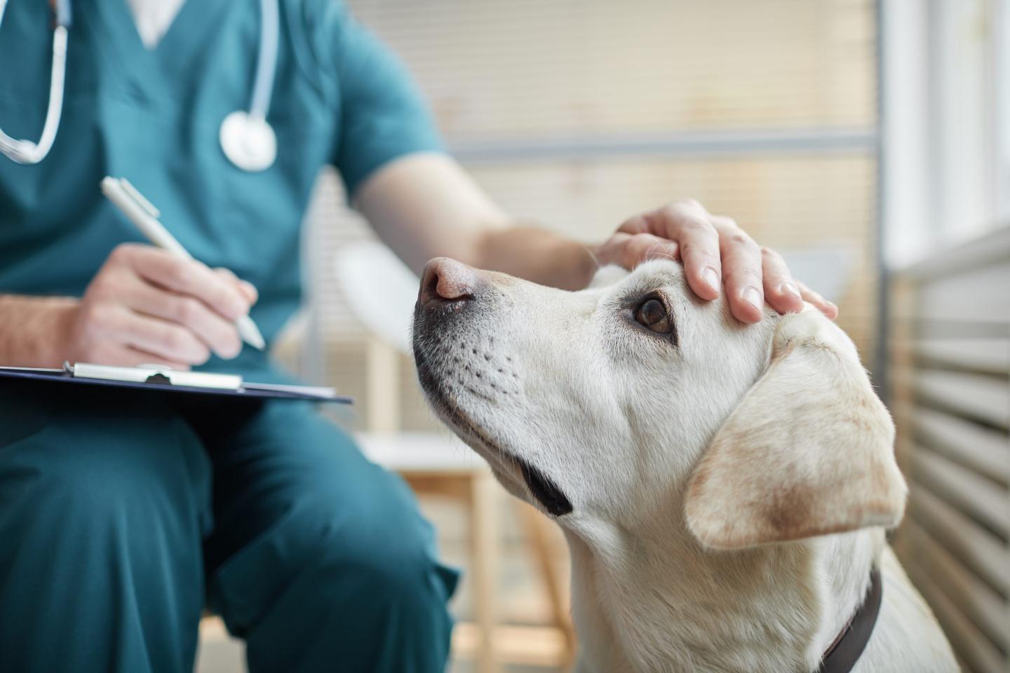 A pet emergency can cost $8,000. For millions of Americans, that bill is now a ‘life and death’ decision
