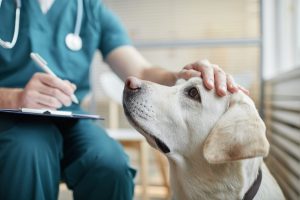 A pet emergency can cost $8,000. For millions of Americans, that bill is now a ‘life and death’ decision