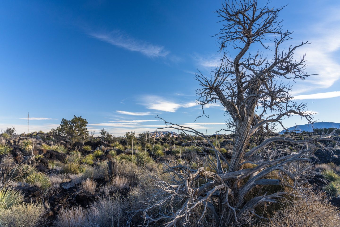 OpenAI and Oracle are building one of America’s biggest data centers in a state where tree mortality tripled last year