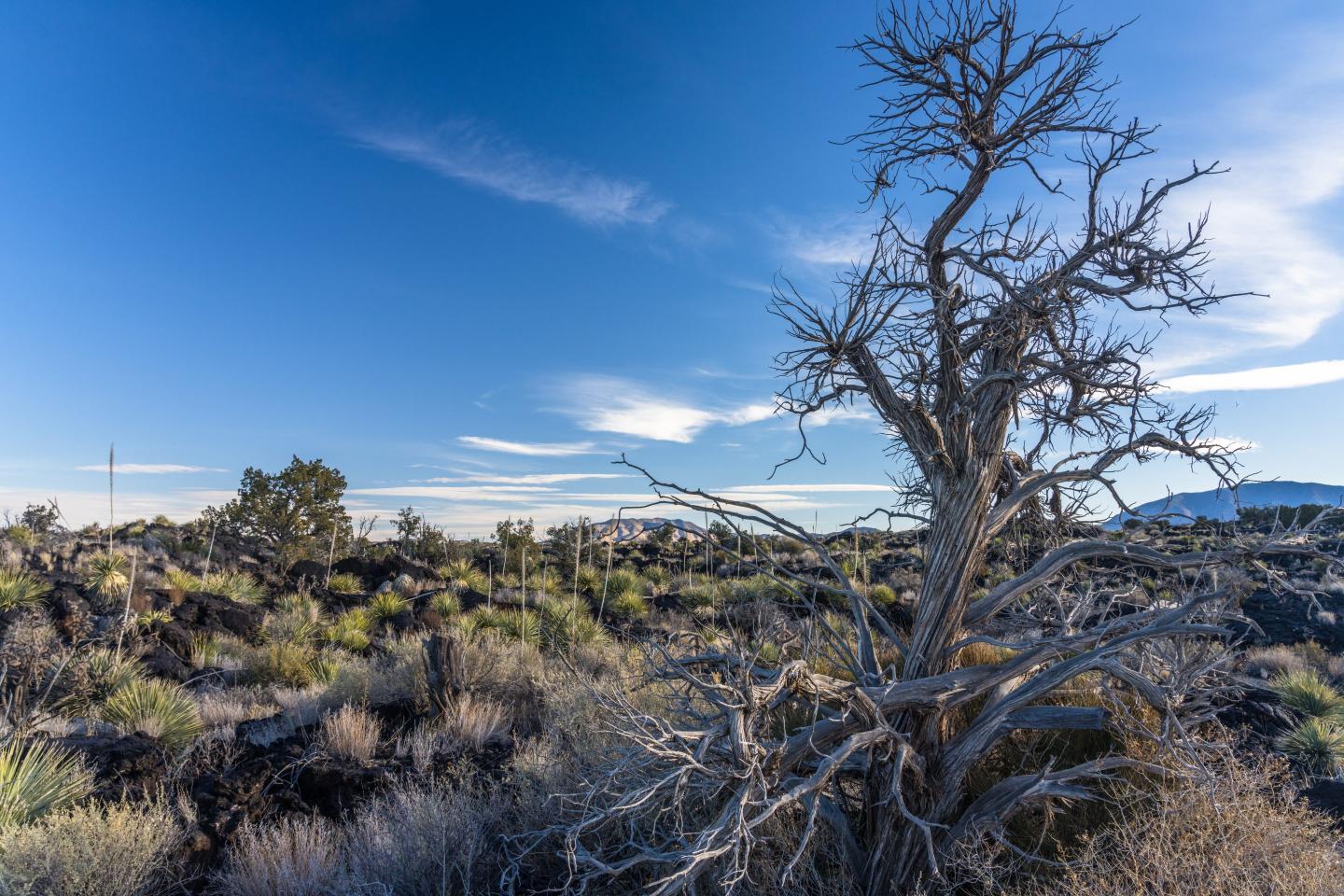 New Mexico is in a historic drought. Oracle and OpenAI designed their newest data center with that in mind