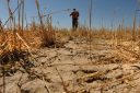 A farmer walks through drought-stricken field of crops
