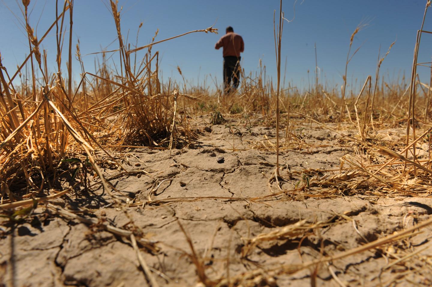 A farmer walks through drought-stricken field of crops